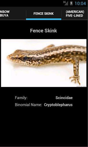 Skinks