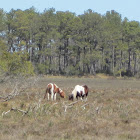 Chincoteague ponies