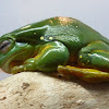 Australian Green Tree Frog