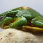 Australian Green Tree Frog