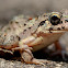 Field Frog