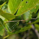 Thread-legged bug