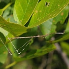 Thread-legged bug