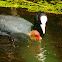 Eurasian coot (mother & chick)