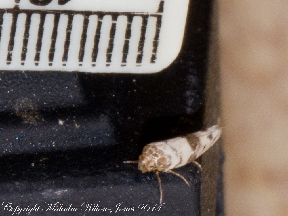Scythrididae Moth
