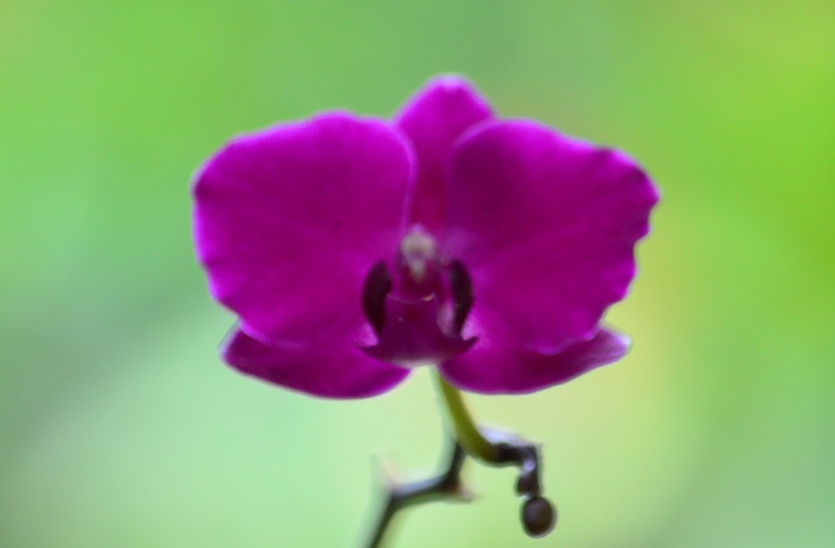 Orquídea Phaleonopsis hibridos