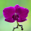 Orquídea Phaleonopsis hibridos