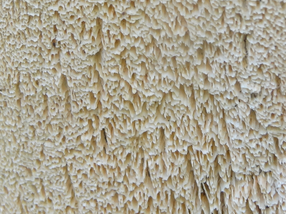 Treeburn fungus