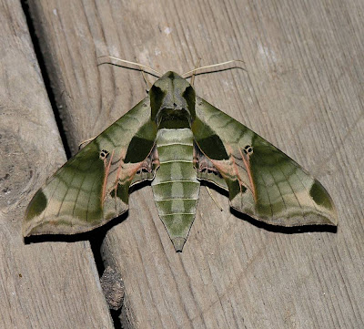 Nature in the Ozarks: Pandorus Sphinx Moth (Eumorpha pandorus)