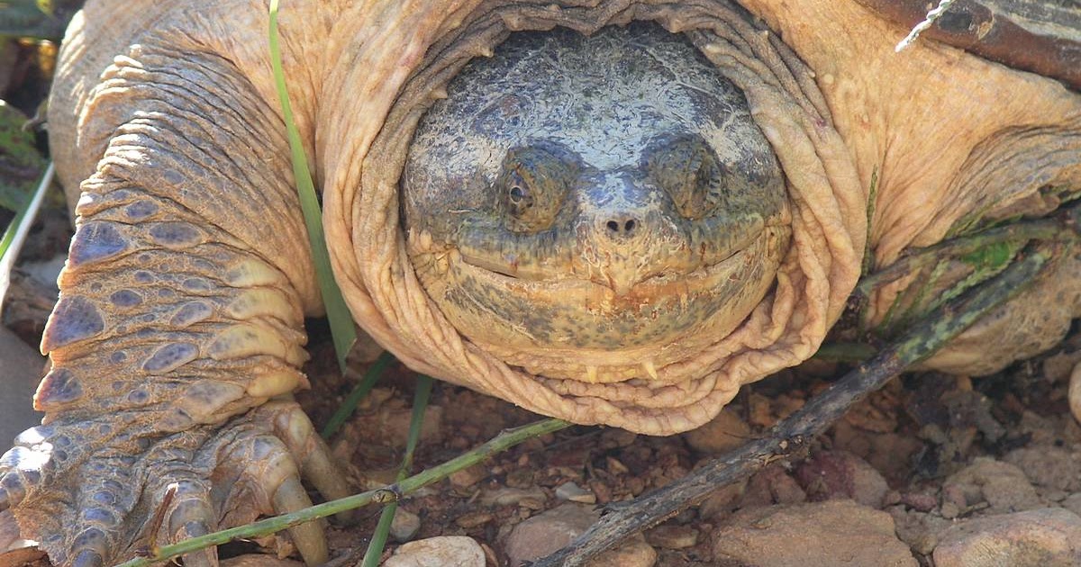 Nature in the Ozarks: Snapping Turtle