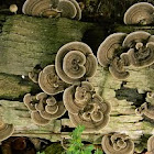 bracket fungi