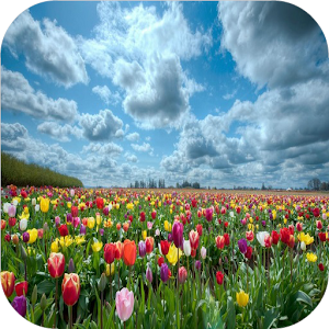floral wallpaper 3.3.2