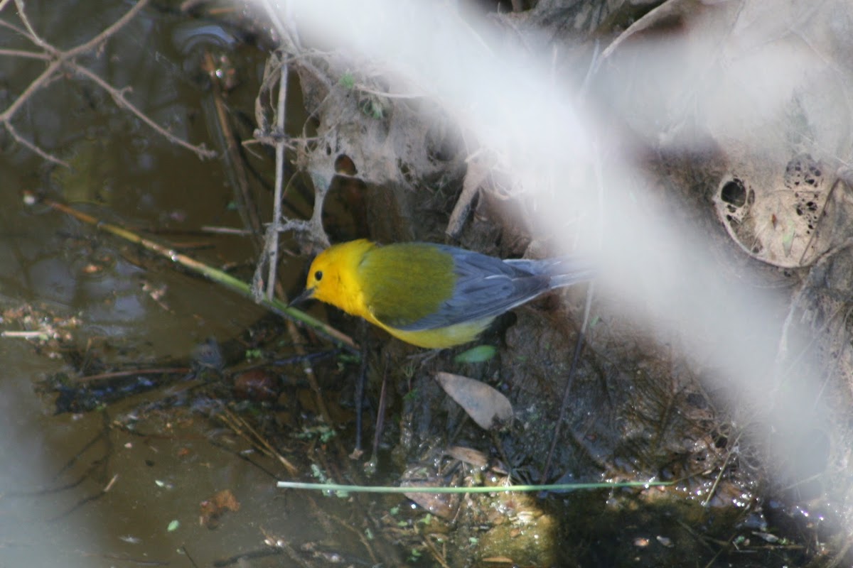 Prothontary Warbler