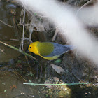 Prothontary Warbler