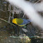 Prothontary Warbler