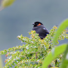 scarlet bellied mountain tanager