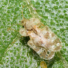 Oak Lace Bug