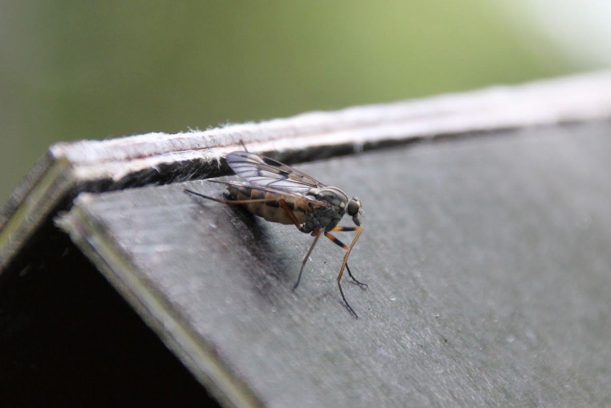 Downlooker Snipefly