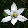 Star-of-Bethlehem