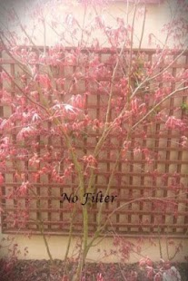 How to download Camera Filter Free 1.04 apk for android