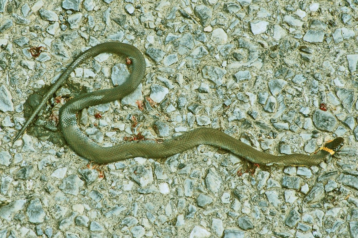 Northern Ring-neck Snake