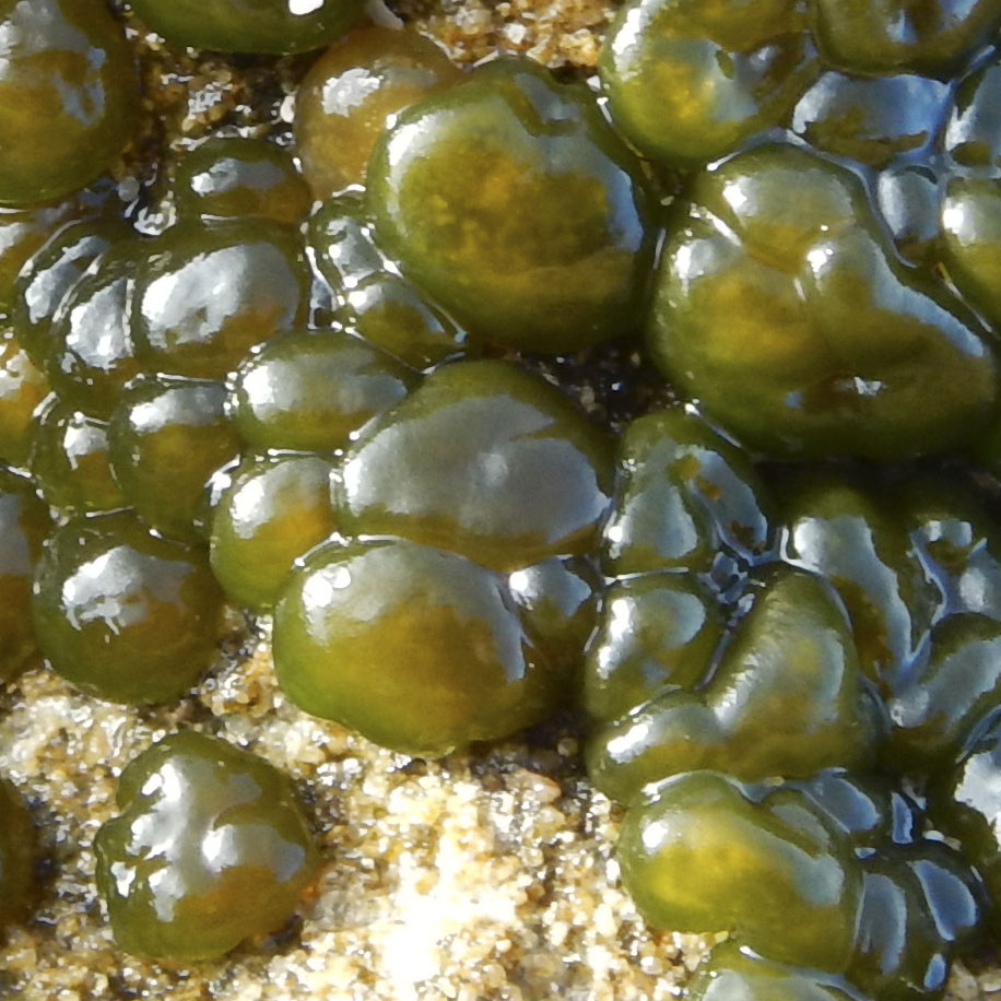 it could be an alga?