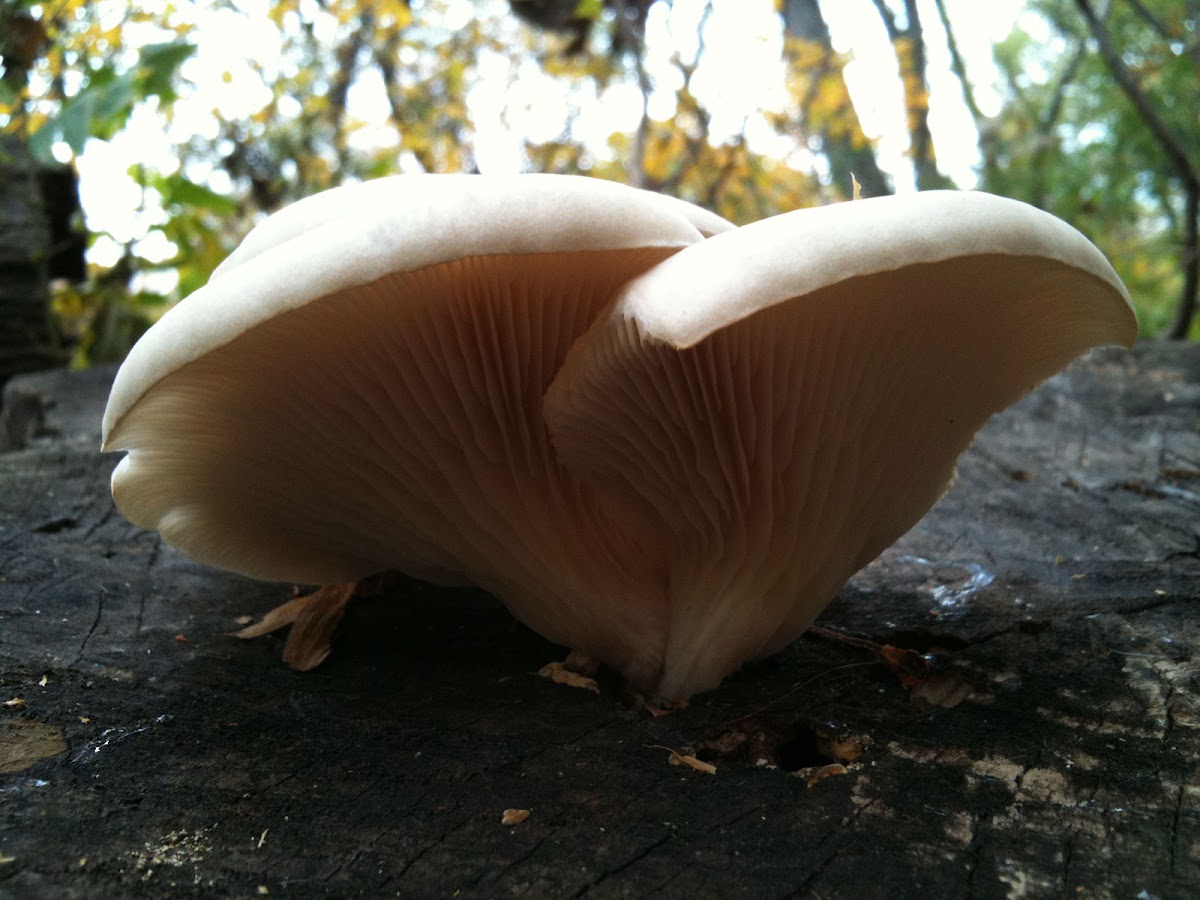 Pleurotis ostreatis (Oyster mushroom)