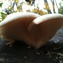 Pleurotis ostreatis (Oyster mushroom)