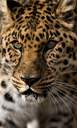 Leopard Hunter live wallpaper