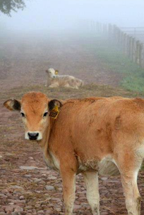 Free JT Farms APK for PC