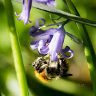 Potter flower bee