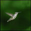 RubyThroated Hujmmingbird
