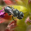 Unknown Halictid Wasp