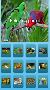 Lastest parrot sound effects APK