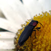 Buprestidae Beetle
