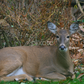 Dear Deer by Dianne Collins - Animals Other Mammals