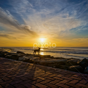 Sungazing Dog by Wei Fuk Lie - Landscapes Beaches