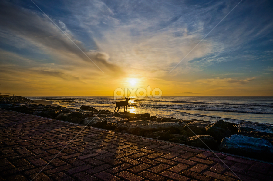 Sungazing Dog by Wei Fuk Lie - Landscapes Beaches