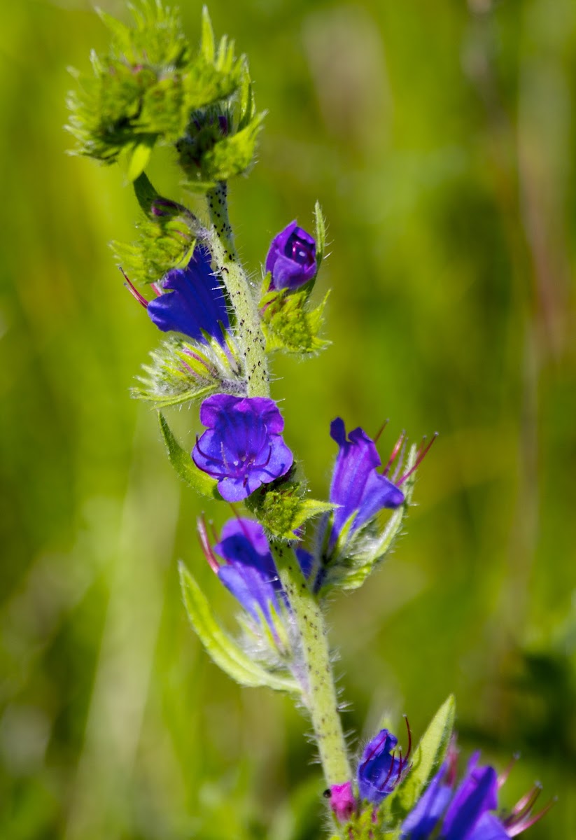 Viper's Bugloss