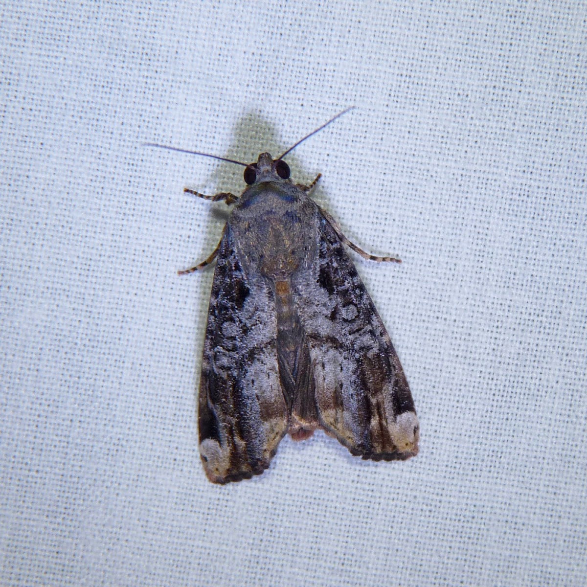 Variable Narrow-wing Moth