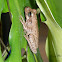 Tree frog