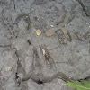 White tailed deer (track)