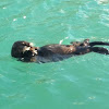 Sea Otter