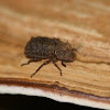 Phellopsis porcata (ironclad beetles)