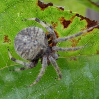 Barn Spider