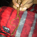 Peninsular ribbon snake