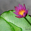 Water Lily / அல்லி பூ (Alli Poo)