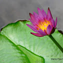 Water Lily / அல்லி பூ (Alli Poo)
