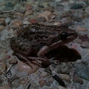 Spotted Marsh Frog