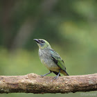 Golden-hooded tanager (immature)